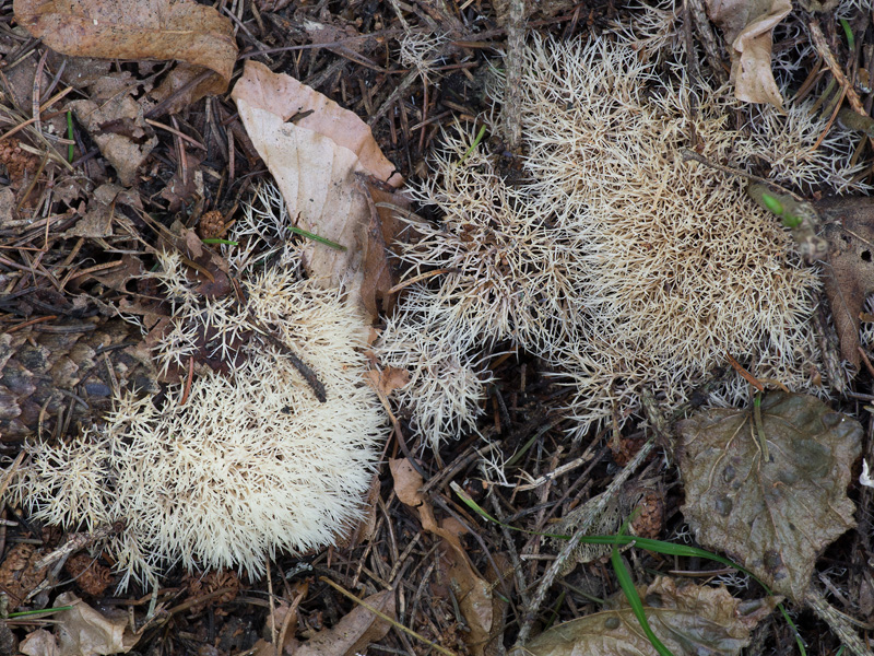 Pterula multifida